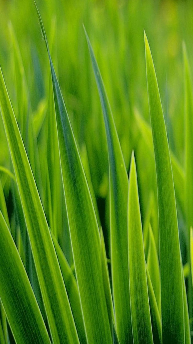 Green grass closeup macro nature free wallpaper for mobile - medium preview image