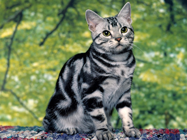 Cat tree green background rug free wallpaper for desktop - medium preview image