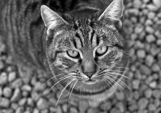 Serious cat looking up camera free wallpaper for desktop - medium preview image