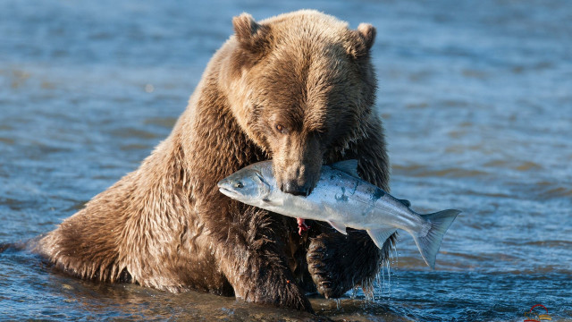 Bear holding fish mouth water #2 free wallpaper for desktop - medium preview image