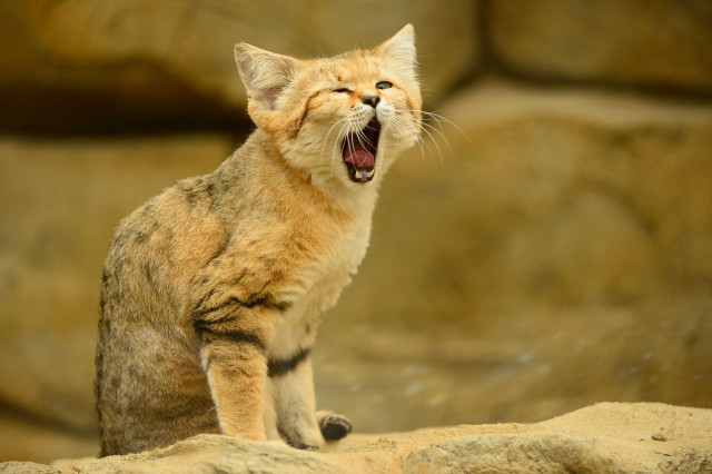 Cat yawns rock wall standing free wallpaper for desktop - medium preview image