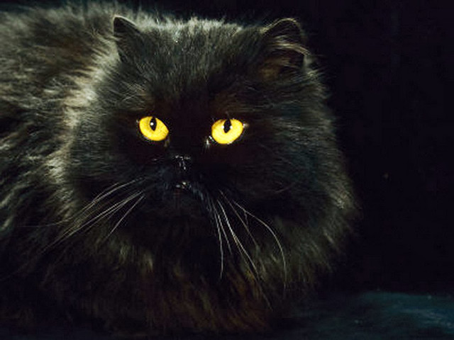 Black cat yellow eyes black free wallpaper for desktop - medium preview image