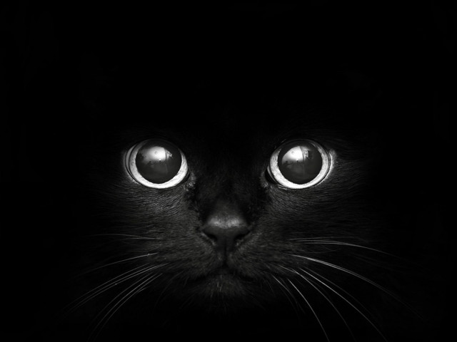Black cat glowing eyes night #2 free wallpaper for desktop - medium preview image