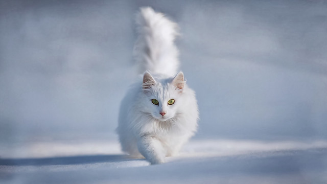 White cat running snow tail free wallpaper for desktop - medium preview image