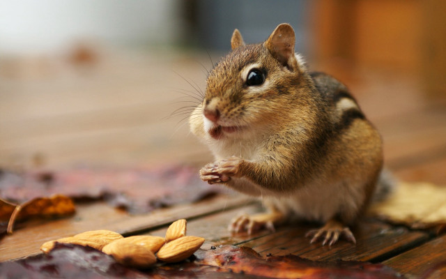 Chipmunk peanuts woodenfloor leaves blurry free wallpaper for desktop - medium preview image