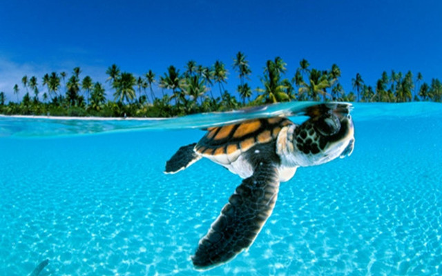 Turtle ocean palm trees blue free wallpaper for desktop - medium preview image
