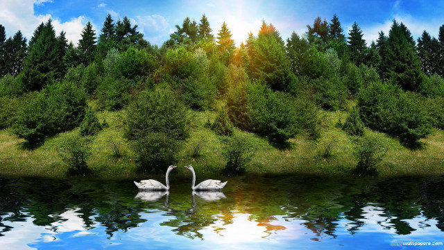 Two swans swimming lake trees free wallpaper for desktop - medium preview image