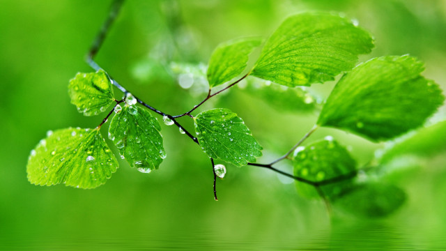 Green leaves water drops nature free wallpaper for desktop - medium preview image