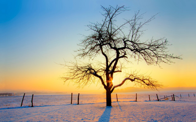 Tree snowy field sunset fence #2 free wallpaper for desktop - medium preview image