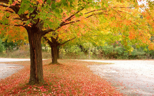 Trees road leaves ground sign free wallpaper for desktop - medium preview image