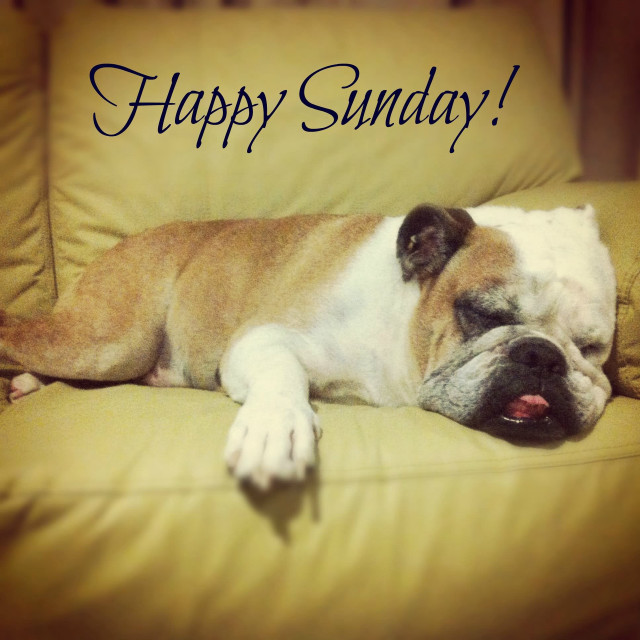 Dog couch happy sunday message free wallpaper for tablet - medium preview image