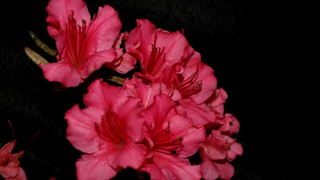 Pink flowers black background bunch free wallpaper for desktop - medium preview image