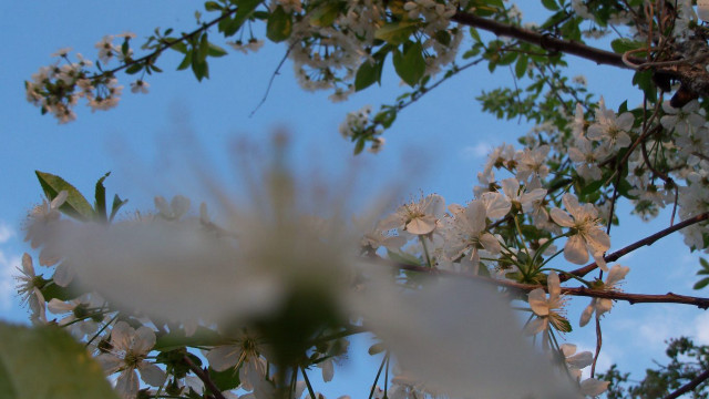 Tree white flowers green leaves #2 free wallpaper for desktop - medium preview image