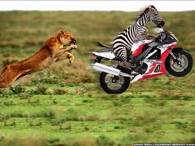 Zebra motorcycle grass lion back free wallpaper for desktop - medium preview image