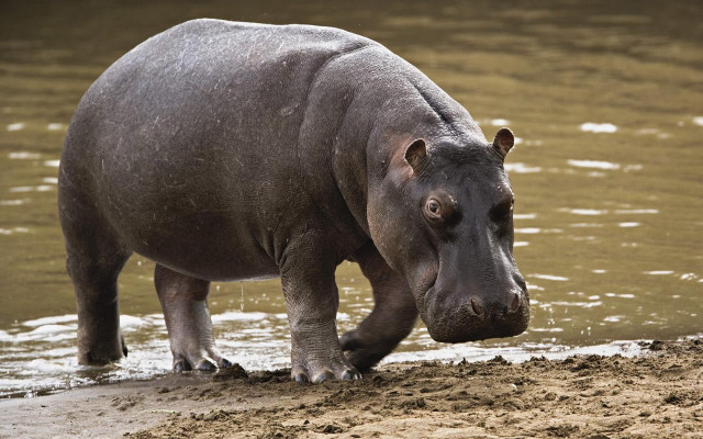 Hippo standing water mud dirt #4 free wallpaper for desktop - medium preview image