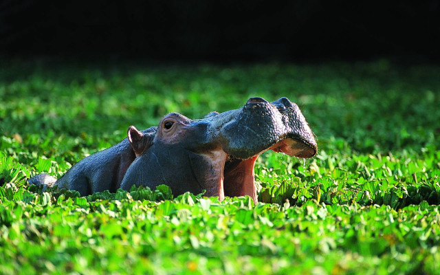 Hippo laying grass head mouth free wallpaper for desktop - medium preview image