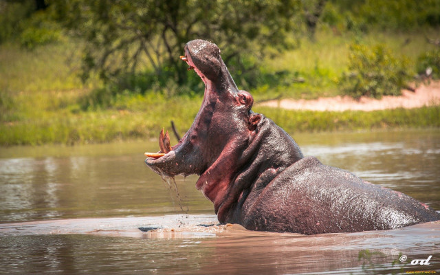 Hippopotamus water mouth open bird free wallpaper for desktop - medium preview image