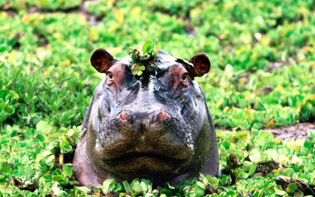 Hippo leaf nose grass green free wallpaper for desktop - medium preview image