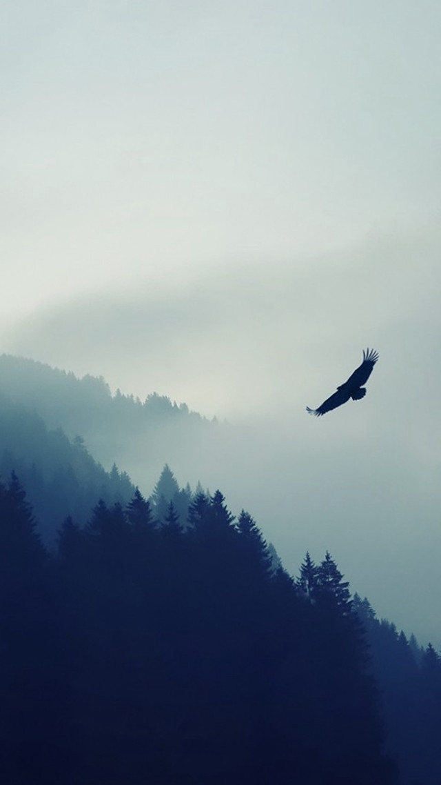 Bird flying forest fog mist free wallpaper for mobile - medium preview image