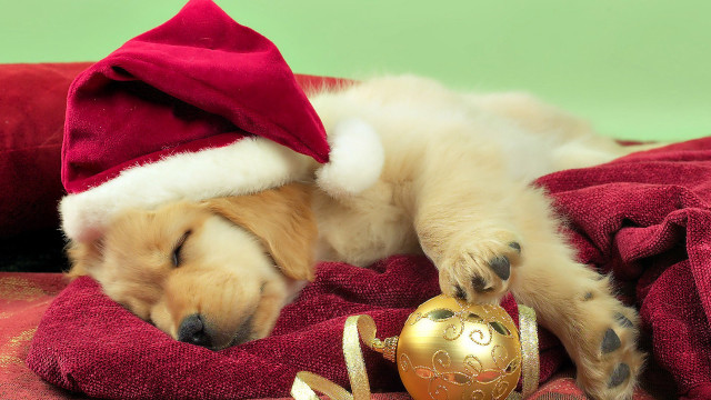 Puppy sleeping blanket christmas ornament #2 free wallpaper for desktop - medium preview image
