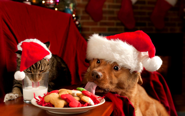 Dog cat santa hats cookies free wallpaper for desktop - medium preview image