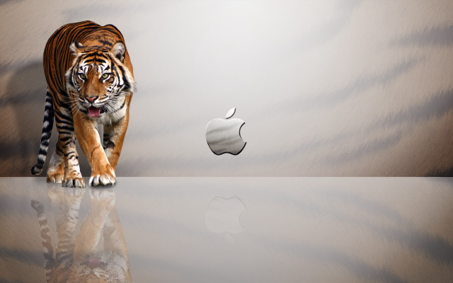 Tiger walking shiny surface apple free wallpaper for desktop - medium preview image