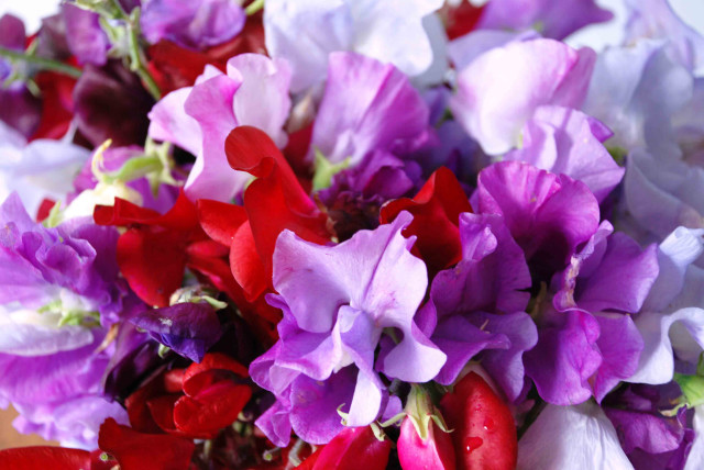 Purple red flowers vase tabletop free wallpaper for desktop - medium preview image