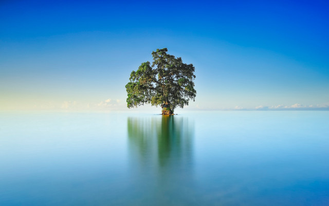 Lone tree water reflection solitude free wallpaper for desktop - medium preview image