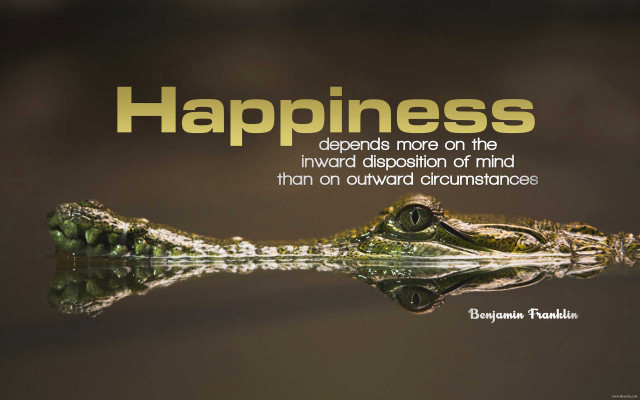 Crocodile head happiness quote side free wallpaper for desktop - medium preview image