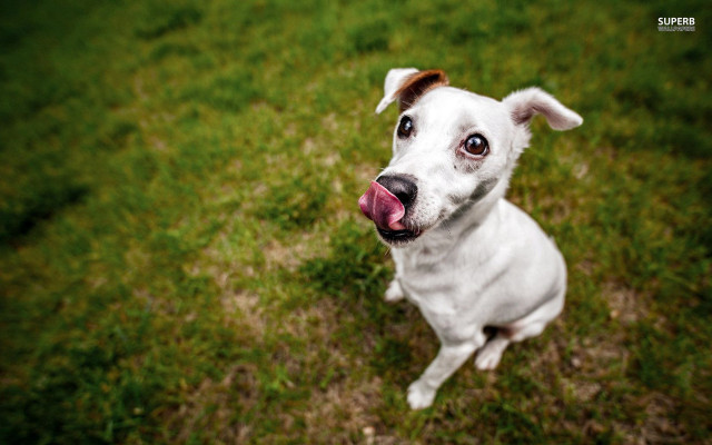 White dog tongue out grass free wallpaper for desktop - medium preview image