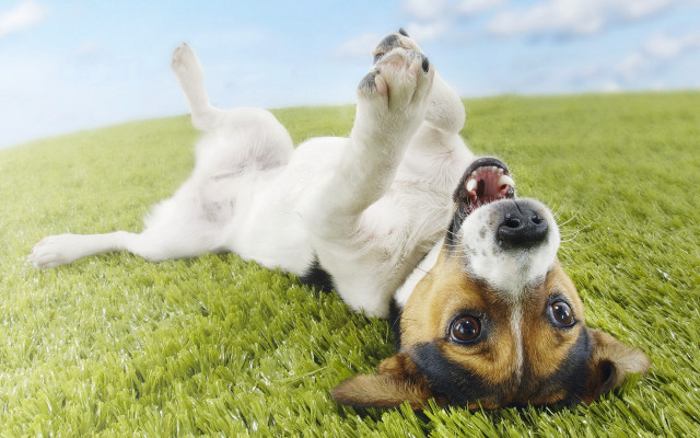 Dog rolling grass paws up free wallpaper for desktop - medium preview image