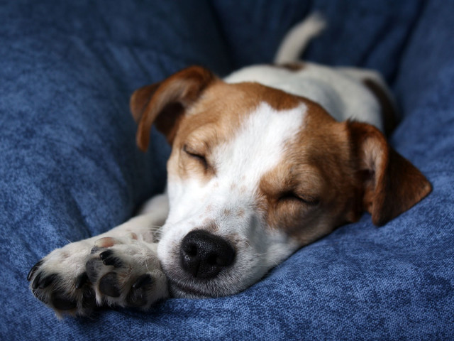 Dog sleeping blue blanket couch free wallpaper for desktop - medium preview image