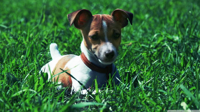 Small dog grass sad look free wallpaper for desktop - medium preview image