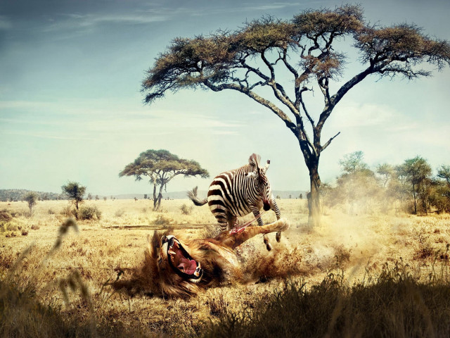 Zebra laying grass dead animal free wallpaper for desktop - medium preview image