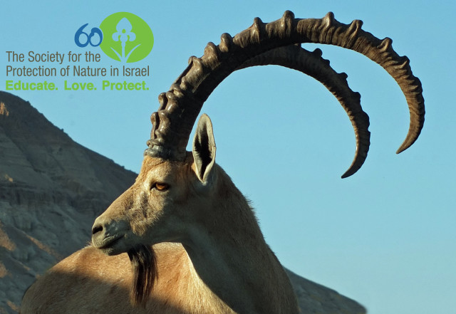 Goat large horns mountain logo free wallpaper for desktop - medium preview image