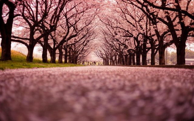 Tree lined road pink flowers free wallpaper for desktop - medium preview image