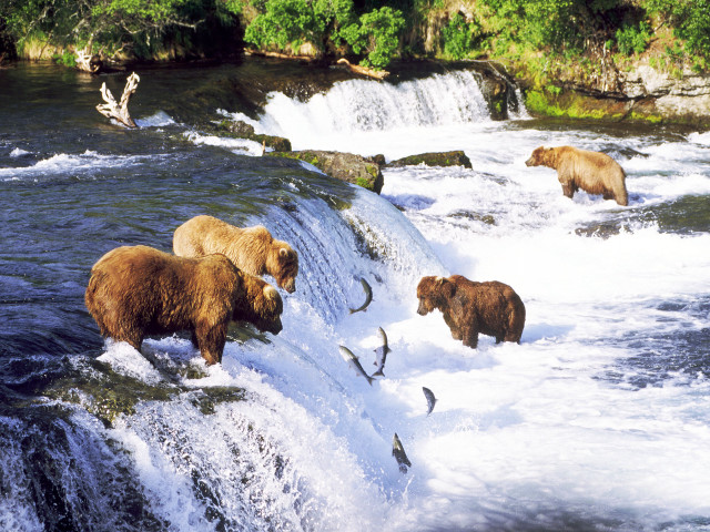 Bears waterfall fishing group swimming free wallpaper for desktop - medium preview image