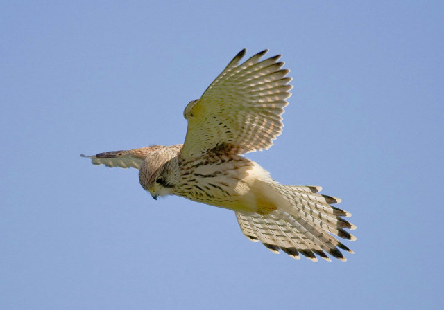 Bird flying wings spread blue free wallpaper for desktop - medium preview image