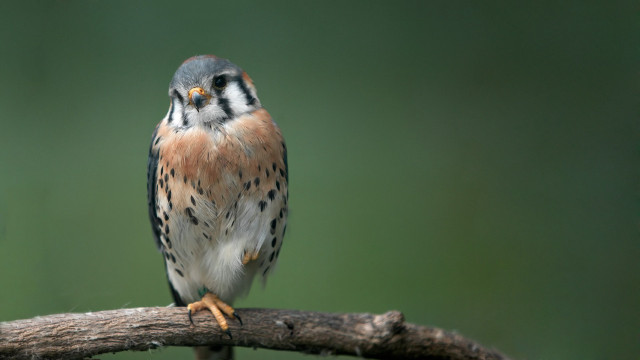 Bird branch green background blurry free wallpaper for desktop - medium preview image