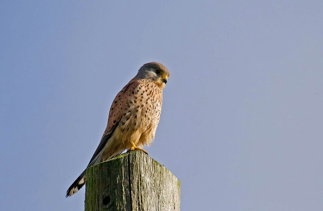 Bird wooden post sky superflat free wallpaper for desktop - medium preview image