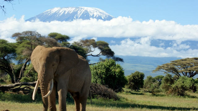 Elephant field mountain clouds trees free wallpaper for desktop - medium preview image