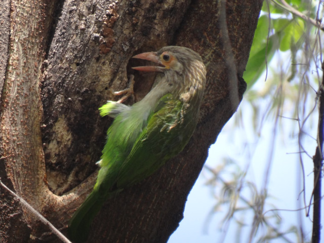 Bird tree head stuck mouth free wallpaper for desktop - medium preview image