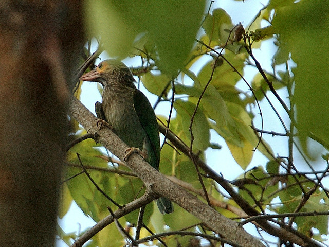 Bird branch tree leaves blue free wallpaper for desktop - medium preview image