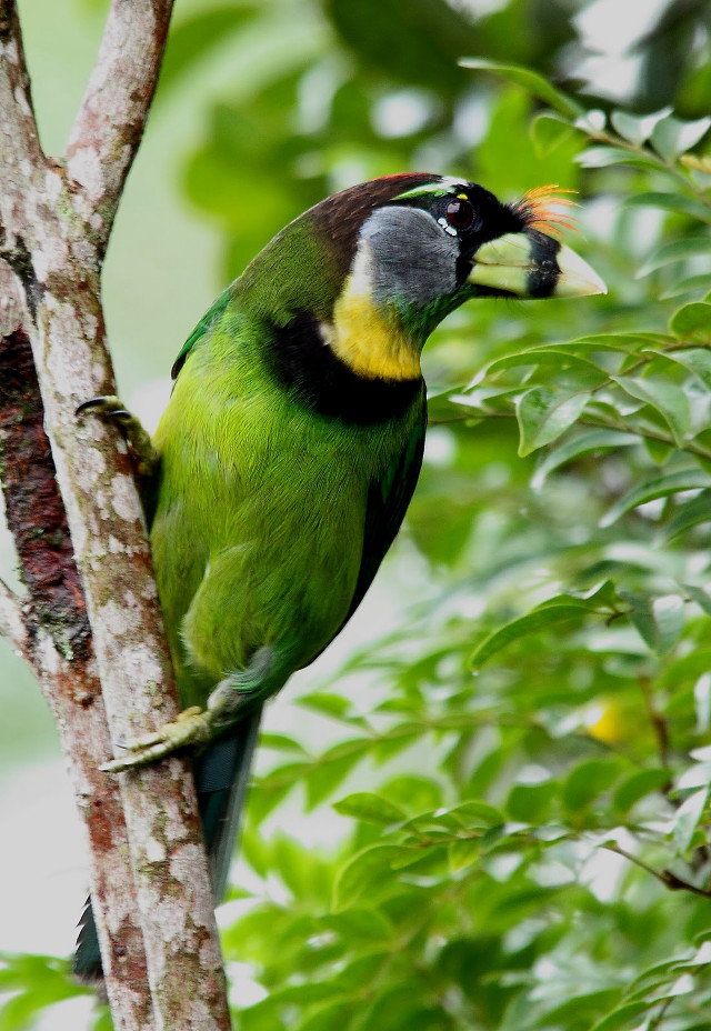 Green bird yellow beak black free wallpaper for mobile - medium preview image