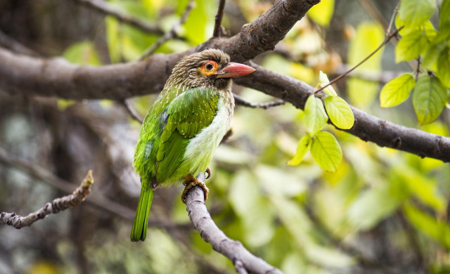 Green bird perched branch tree free wallpaper for desktop - medium preview image