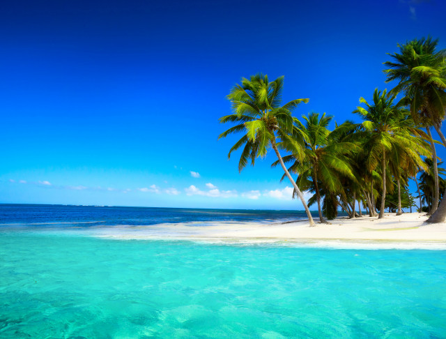 Tropical beach palm trees clear free wallpaper for desktop - medium preview image