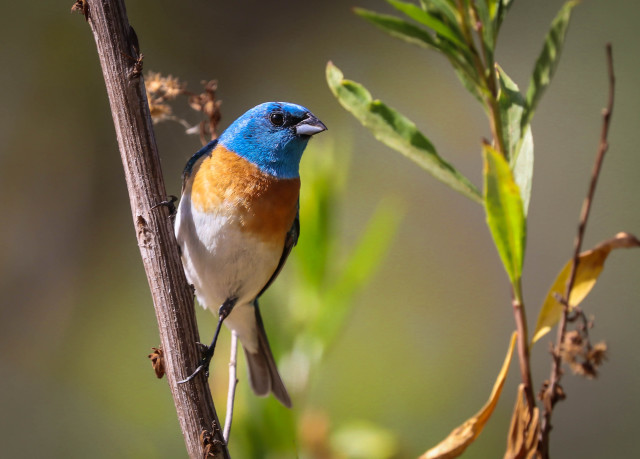 Blue orange bird branch leaves free wallpaper for desktop - medium preview image