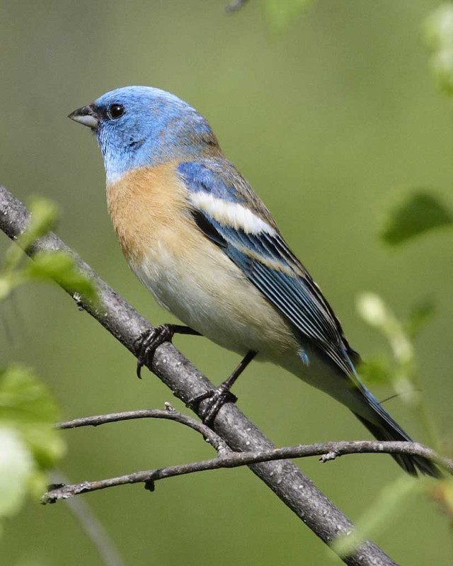 Blue bird perched branch tree #2 free wallpaper for mobile - medium preview image