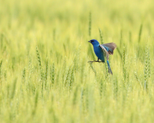 Blue bird branch grass field free wallpaper for desktop - medium preview image
