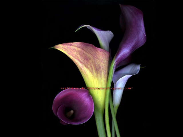 Purple yellow flower black background #2 free wallpaper for desktop - medium preview image